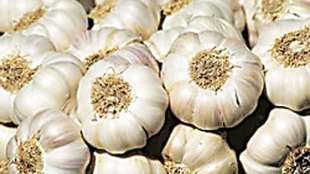 Increase in garlic price in APMC market
