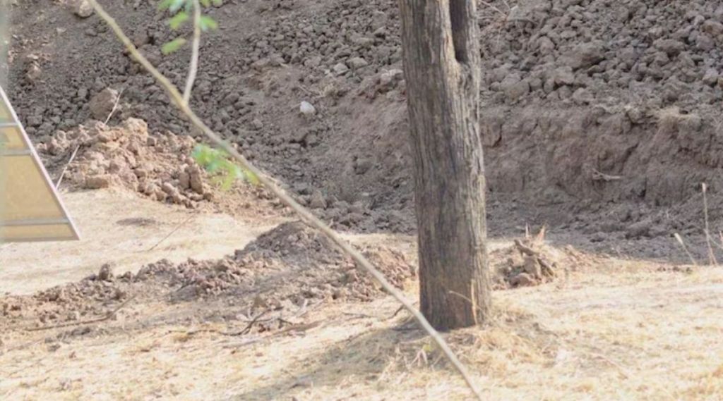 optical illusion leopard viral photo