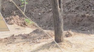 optical illusion leopard viral photo
