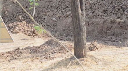 optical illusion leopard viral photo