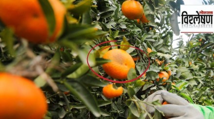 orange fruit