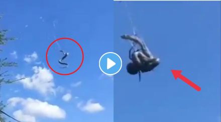 python vs spider viral video