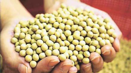farmers unaware of how to complaint about bogus seeds farmers unaware of how to complaint about bogus seeds