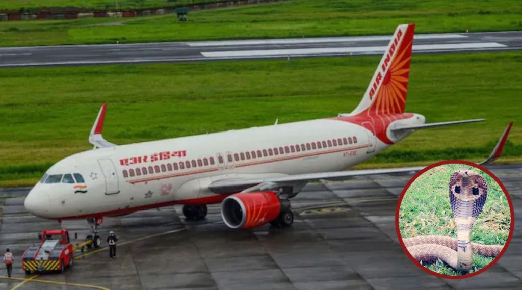 snake in air india express