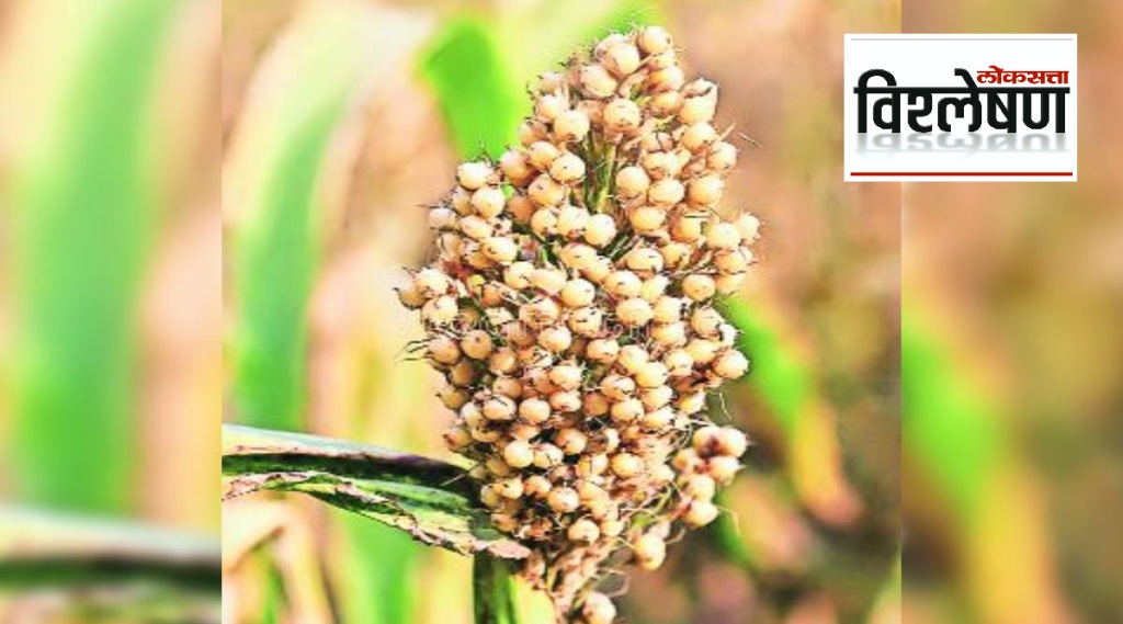 sorghum