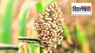 sorghum