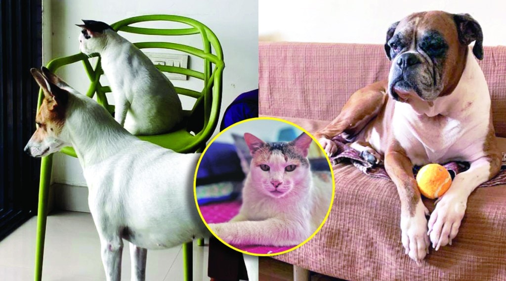 soyare pet animal dog and cats