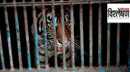 tiger in cage