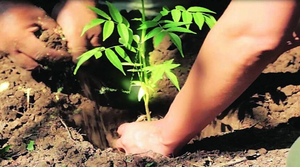 trees planting trees planting