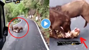wild boar attacked leopard viral video