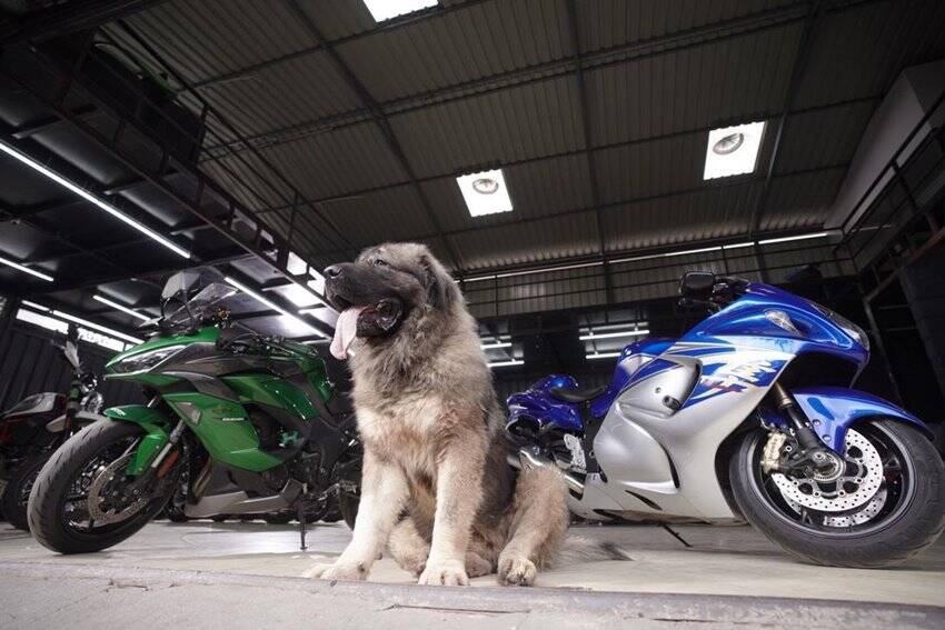 Richest Animals Photos 20 Crore For Caucasian Dog Taylor Swift Cat Priced 800 crores See Lavish Photos Of These Animals 