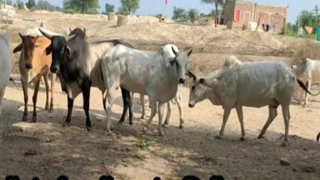 चिरनेरमध्ये मोकाट गुरे व माकडाचा उच्छाद