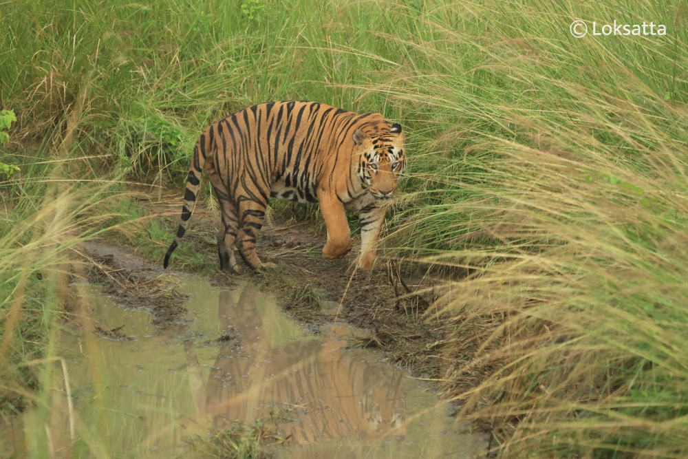 Tadoba Bajrang Male Tiger Information Photos