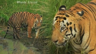 Bajrang-Male-Tiger-Tadoba