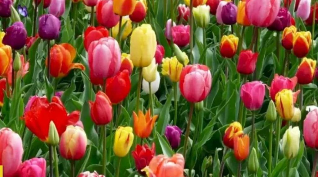 Find Hidden Butterfly In flowers Find Hidden Butterfly In flowers