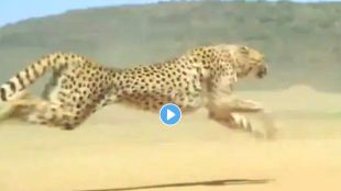 Cheetah long jump viral video on twitter