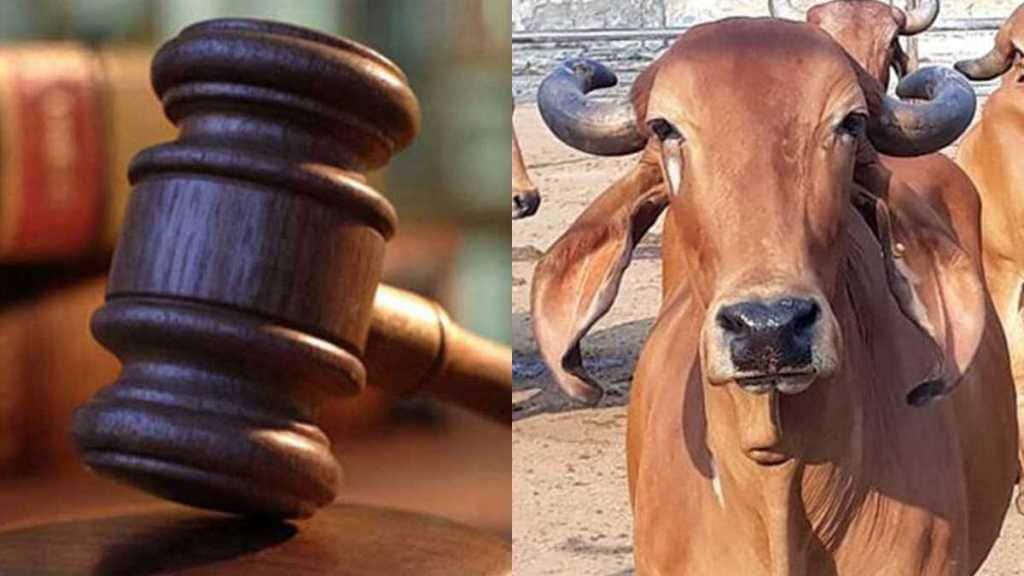 Court on Cow
