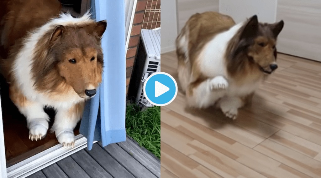 Video Man Spent Rs 12 Lakh To Become A Dog Tells I Live Rent Free Shocking Clip Goes Viral