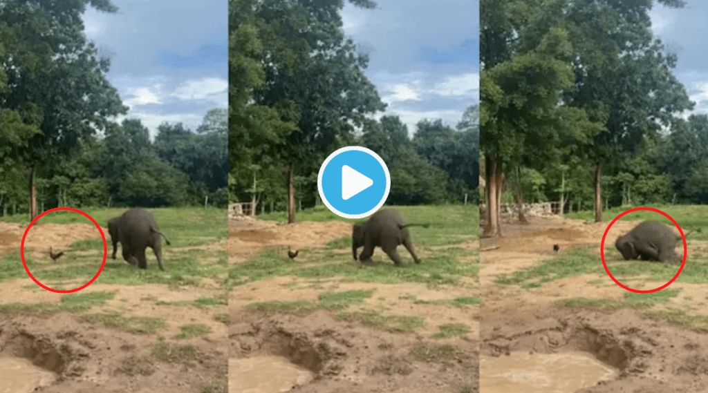 Video Elephant Runs Behind Chicken Falls In Mud Instant Tension Release Clip Goes Viral Animal Video Elephant Runs Behind Chicken Falls In Mud Instant Tension Release Clip Goes Viral Animal