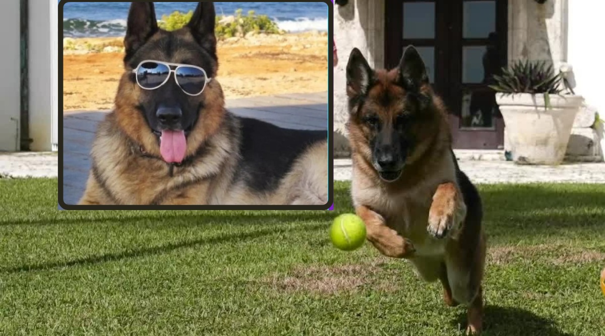 Richest Animals Photos 20 Crore For Caucasian Dog Taylor Swift Cat Priced 800 crores See Lavish Photos Of These Animals 