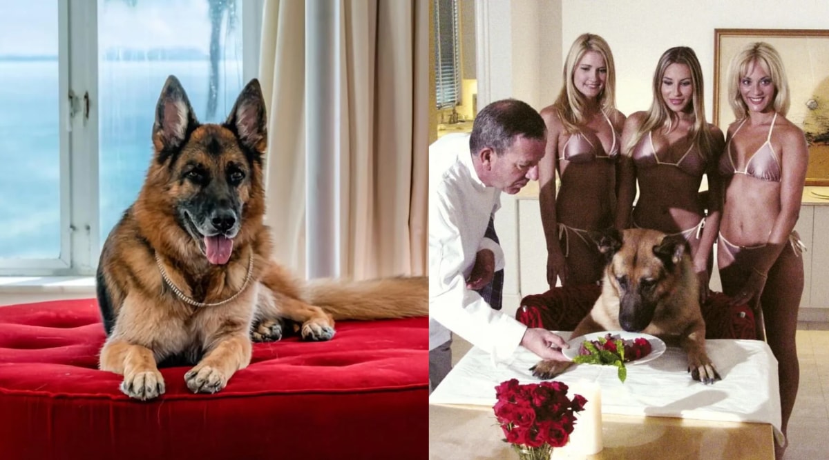 Richest Animals Photos 20 Crore For Caucasian Dog Taylor Swift Cat Priced 800 crores See Lavish Photos Of These Animals 