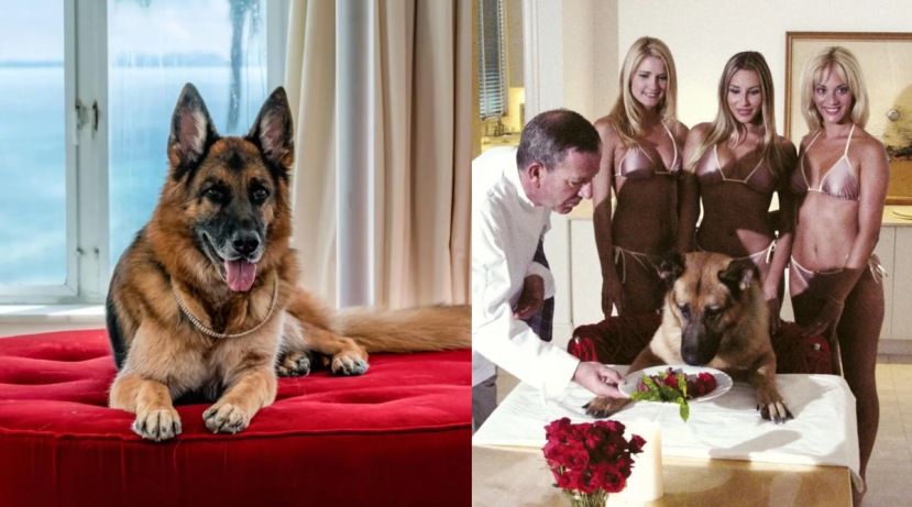 Richest Animals Photos 20 Crore For Caucasian Dog Taylor Swift Cat Priced 800 crores See Lavish Photos Of These Animals 
