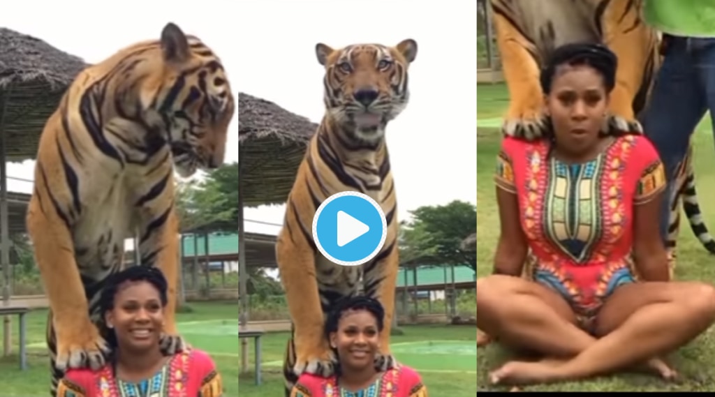 Video Women Carries Huge Tiger on Shoulder Tries To Feed Him Milk But Shocking Turn Of Event Viral Clip Trending Video Women Carries Huge Tiger on Shoulder Tries To Feed Him Milk But Shocking Turn Of Event Viral Clip Trending