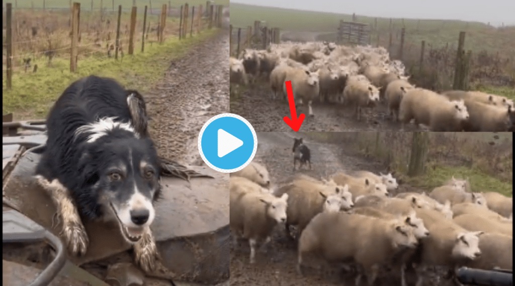 Video Dog Runs In Full Speed and Scares 50 Sheep more than 10 Million People Watched This Viral Clip Online Video Dog Runs In Full Speed and Scares 50 Sheep more than 10 Million People Watched This Viral Clip Online