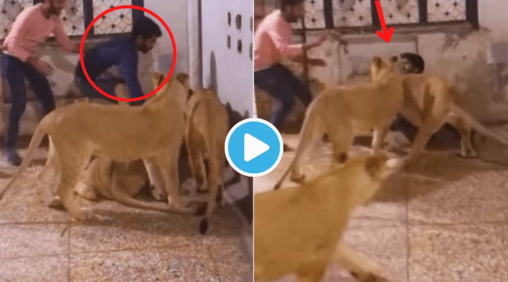 Man Attacked By 3 Lioness Begs For Life Suddenly Shocking Miracle Happens Watch Viral Video Trending Man Attacked By 3 Lioness Begs For Life Suddenly Shocking Miracle Happens Watch Viral Video Trending