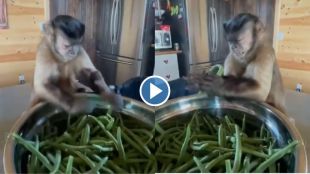 Trending monkey funny video