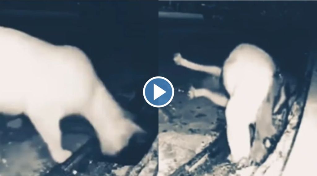 Trending videos Cat and python