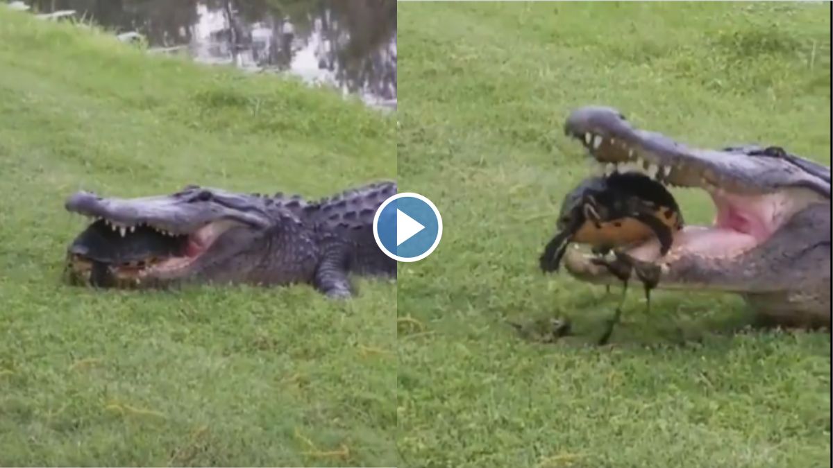 crocodile failed to hunt turtle watch shocking viral video