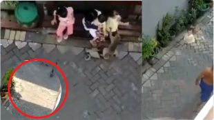 Monkey dragging innocent child