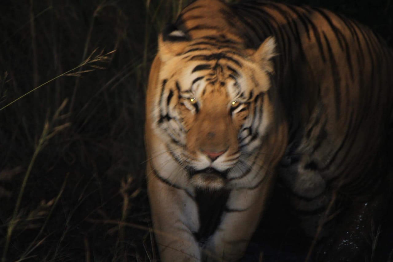 Jay Tiger Information Photos