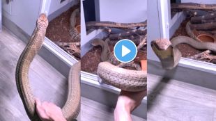 King Cobra Viral Video On Instagram