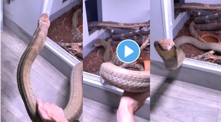 King Cobra Viral Video On Instagram