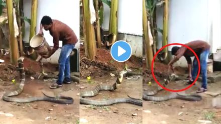 King Cobra Viral Video