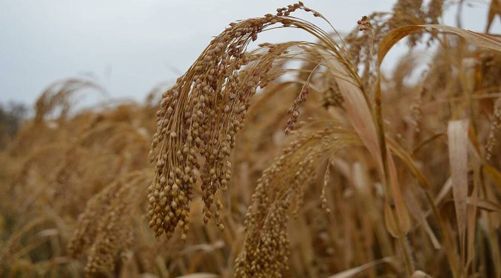 MILLETS seeds