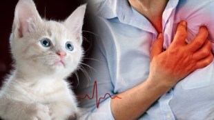man cat connection