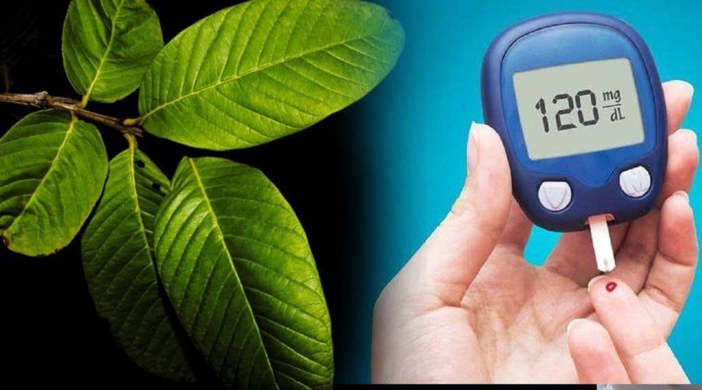 guava leaves for blood sugar