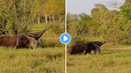 Wildlife Giant Anteater video Wildlife Giant Anteater video