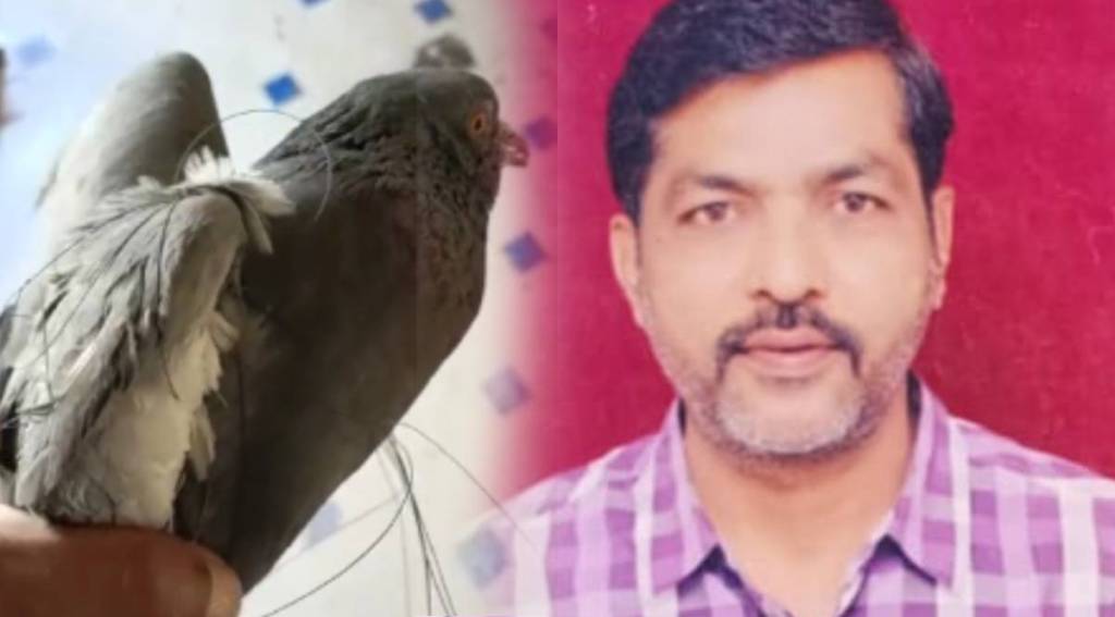 pigeon stuck in nylon thread pune