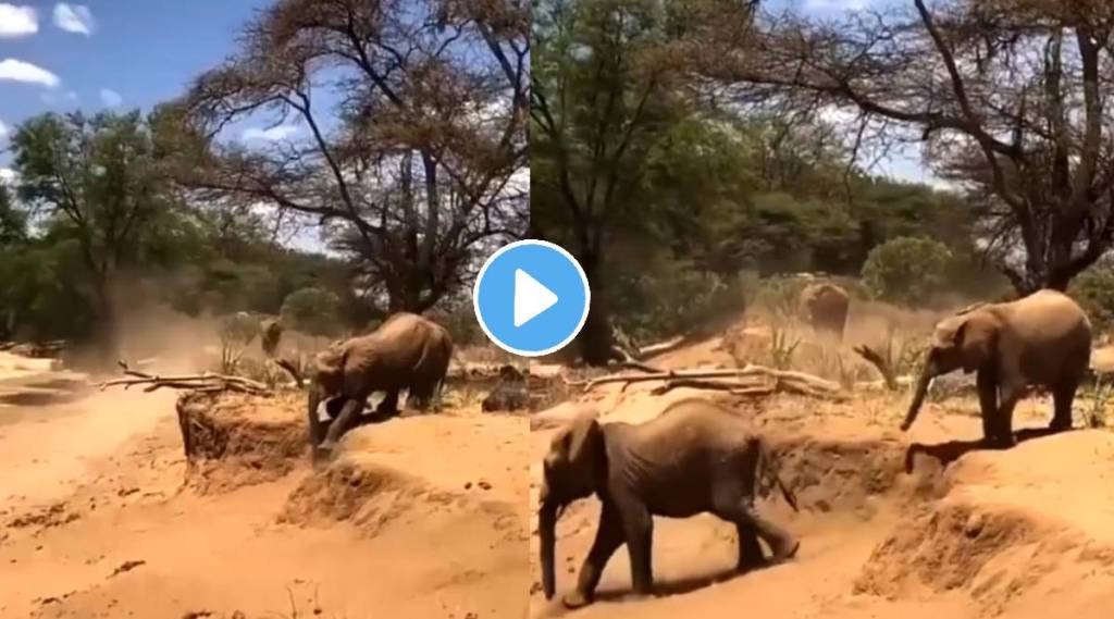 Elephant teaches its calf how to get down on slope viral video wins internet