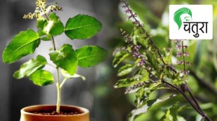 Tulsi health benefits