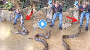 Python Attack VIral Video internet