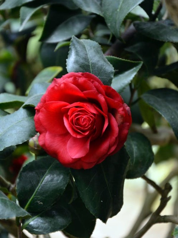 Rose Plant Care Tips