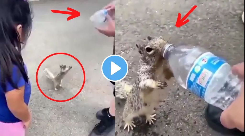 Squirrel Viral Video On Twitter Squirrel Viral Video On Twitter
