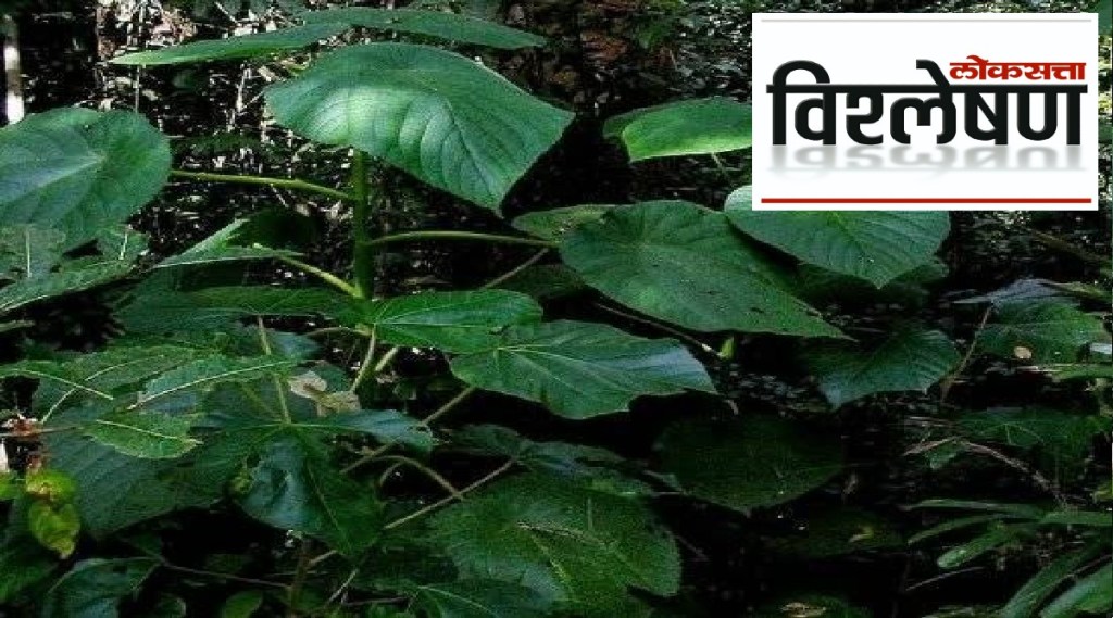 Suicide Plant Suicide Plant