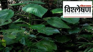 Suicide Plant