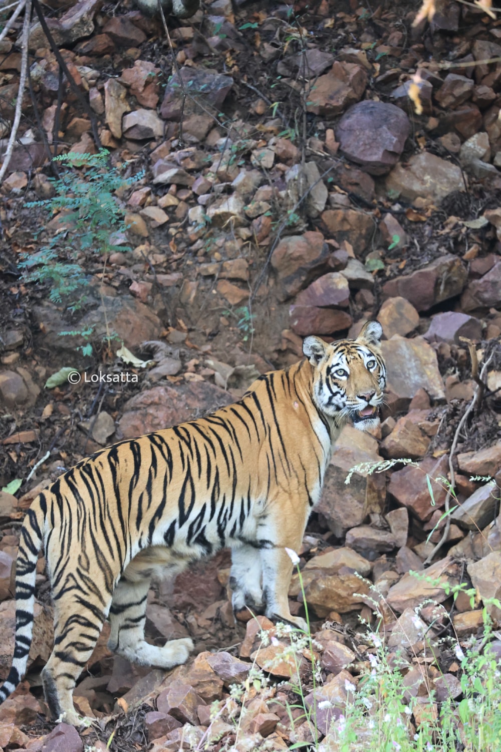 T-17 Tigress Information Photos